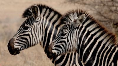 zebra-wild-animal-africa-stripes-large