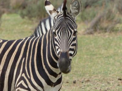 zebra-looking-head-standing-158584-large