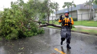 _97700311_puertoricotree.jpg