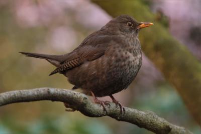 bird-throttle-spring-garden-large