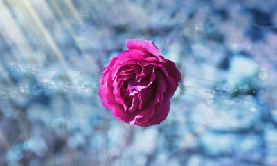 rose-flower-pink-flowers-large