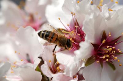 Almond-Blossom