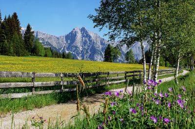 tvb-olympiaregion-seefeld-meadow-in-the-summer