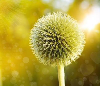 globe-thistle-thistle-plant-flower-39672.jpeg