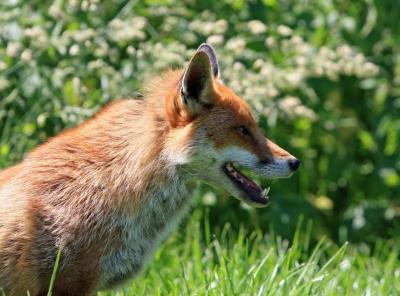 fox-red-fox-red-portrait-59842