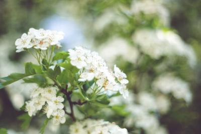 nature-flowers-plant-white-large