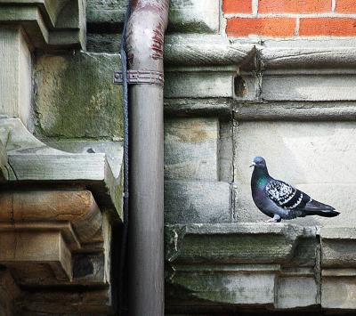 Courthouse_Pigeon-wallpaper-10505187