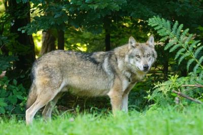 wolf-predator-european-wolf-carnivores-162256