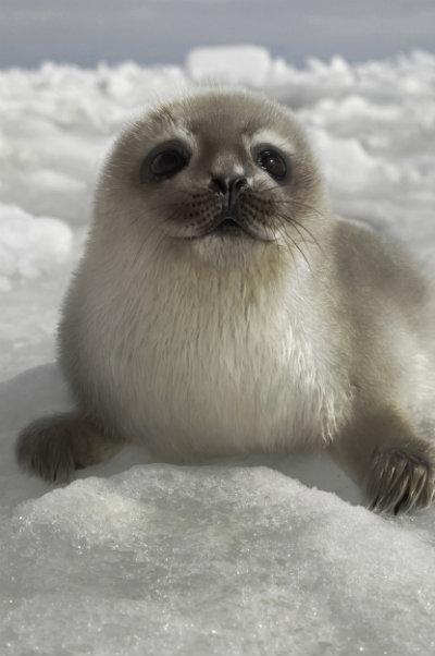 Harp-and-Hooded-Seal-Hybrid