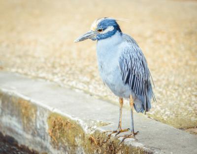 beak-feathers-blue-bird-large