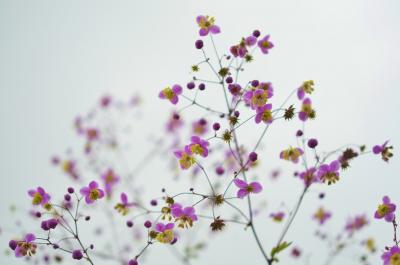 flower-floral-blossom-nature-large