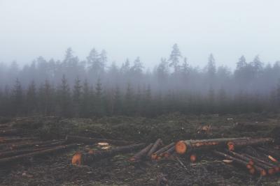 wood-nature-forest-fog-large