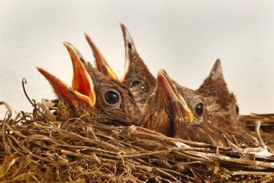 bird-birds-animal-bill-large