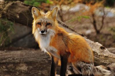 fuchs-wild-animal-predator-animal-world-158340