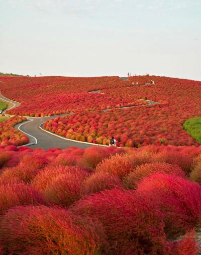 13-Hitachi-Seaside-Park-Japan