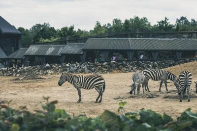 africa-animals-zoo-zebras-large