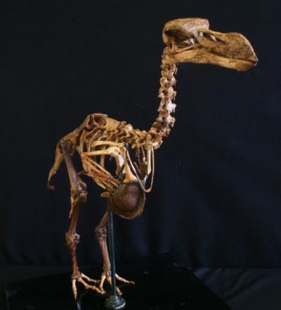 composite-dodo-skeleton - Copy