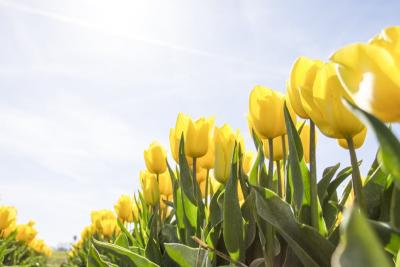 tulips-netherlands-flowers-bloom-159406