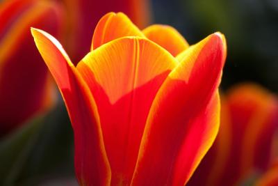 tulip-lily-nature-flowers-57429-large