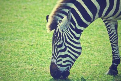 animal-grass-meadow-africa-large