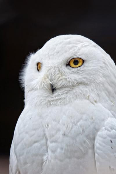 owl-yellow-eyes-white-bird-66885-large