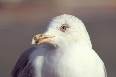 pexels-photo-26113-large