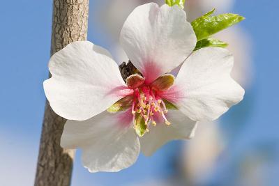 800px-Almond_blossom_aug_2007