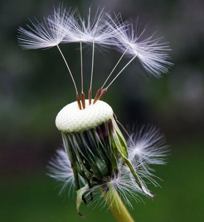 dandelion-seeds-nature-spring-101538.jpeg