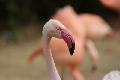 flamingo-animal-wildlife-photography-large