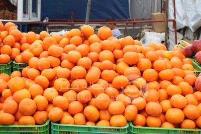 كلمنتينا - الحمضيات فاكهة الشتاء بغزة - عدسة وكالة خبر