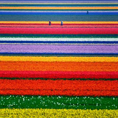 19-Tulip-Fields-Netherlands