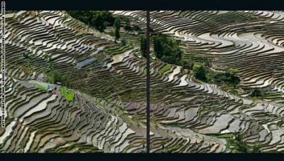 Rice_fields_-_China_543871_large