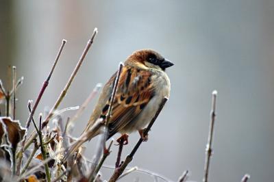 sparrow-bird-animal-nature-86591-large (1)