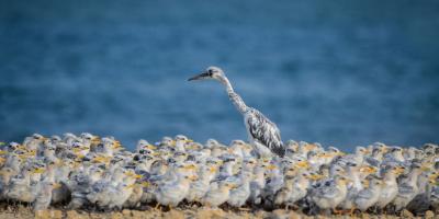 MAIN_Migrating-Birds