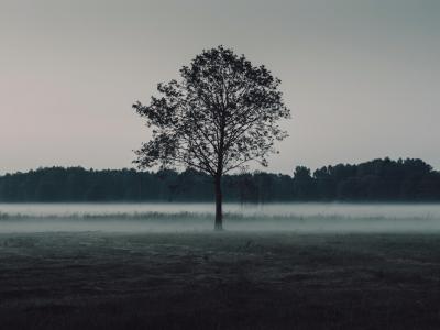 nature-sky-forest-fog-large