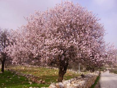 almond_tree_439770221