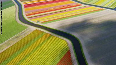 151013162248-dronestagram-tulip-field-super-169_423430