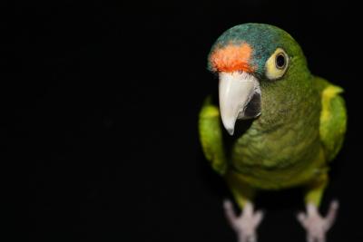 pexels-photo-large (1)