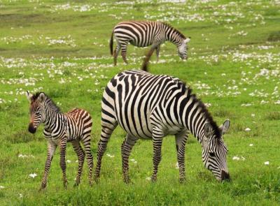 baby-zebra-safari-serengeti-tanzania-73811-large