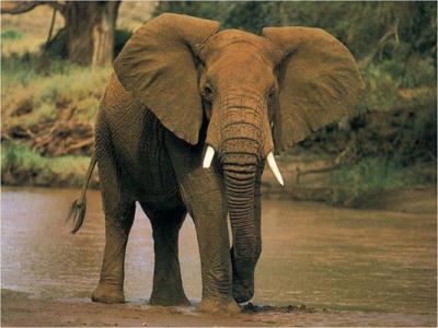 Elephant_1-533x400