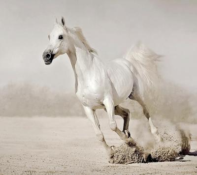 White_Horse-wallpaper-10481983