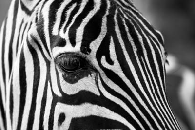 zebra-stripes-black-and-white-zoo-39245-large