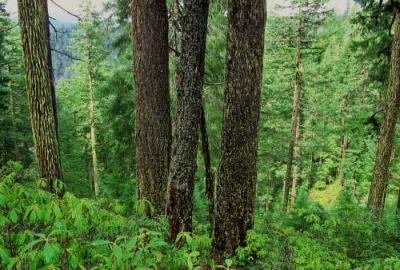 threatened_oregon_forest