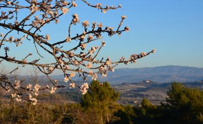 The almond tree