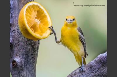 comedy-wildlife-photography-awards-2016-9-57f103ae0c515__880