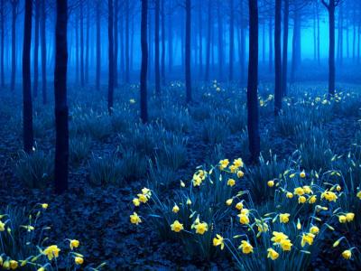 10-Black-Forest-Germany