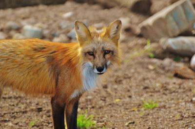 fuchs-wild-animal-predator-animal-world-158276