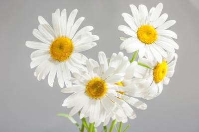 chamomile-flowers-bloom-white-daisies-37538-large