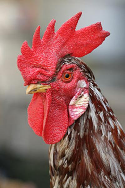 250px-Rooster_portrait2