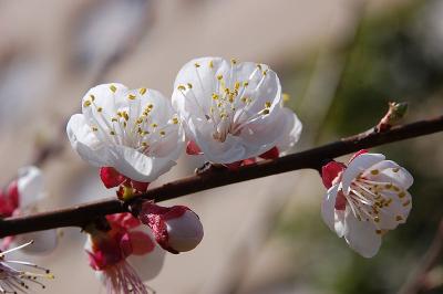 800px-Blossoming_almond_tree